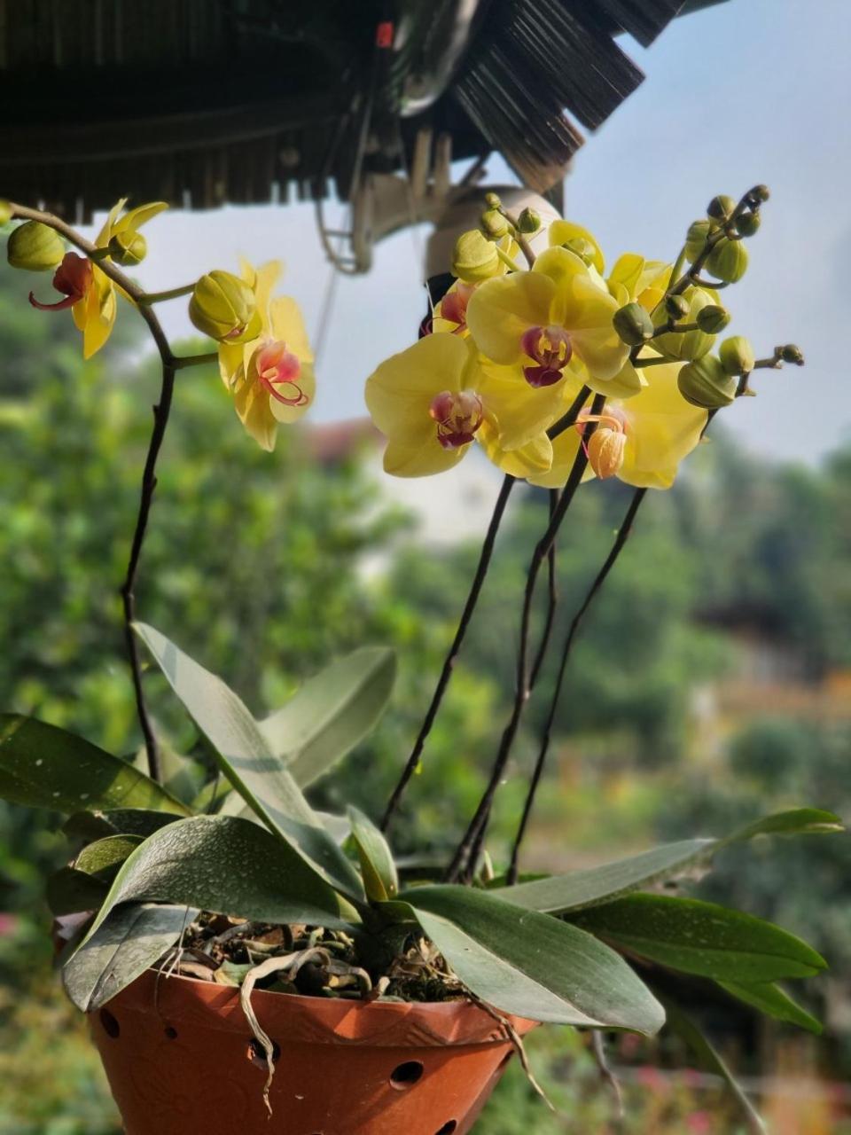 Byve Garden Villa Hanoi Eksteriør billede
